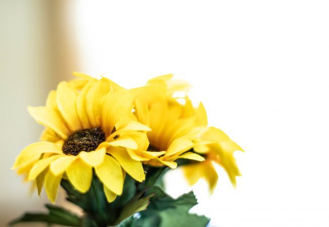 Apartment in Wengen - Chalet Steingärtli 1 Apartment in Wengen - Chalet Steingärtli 1